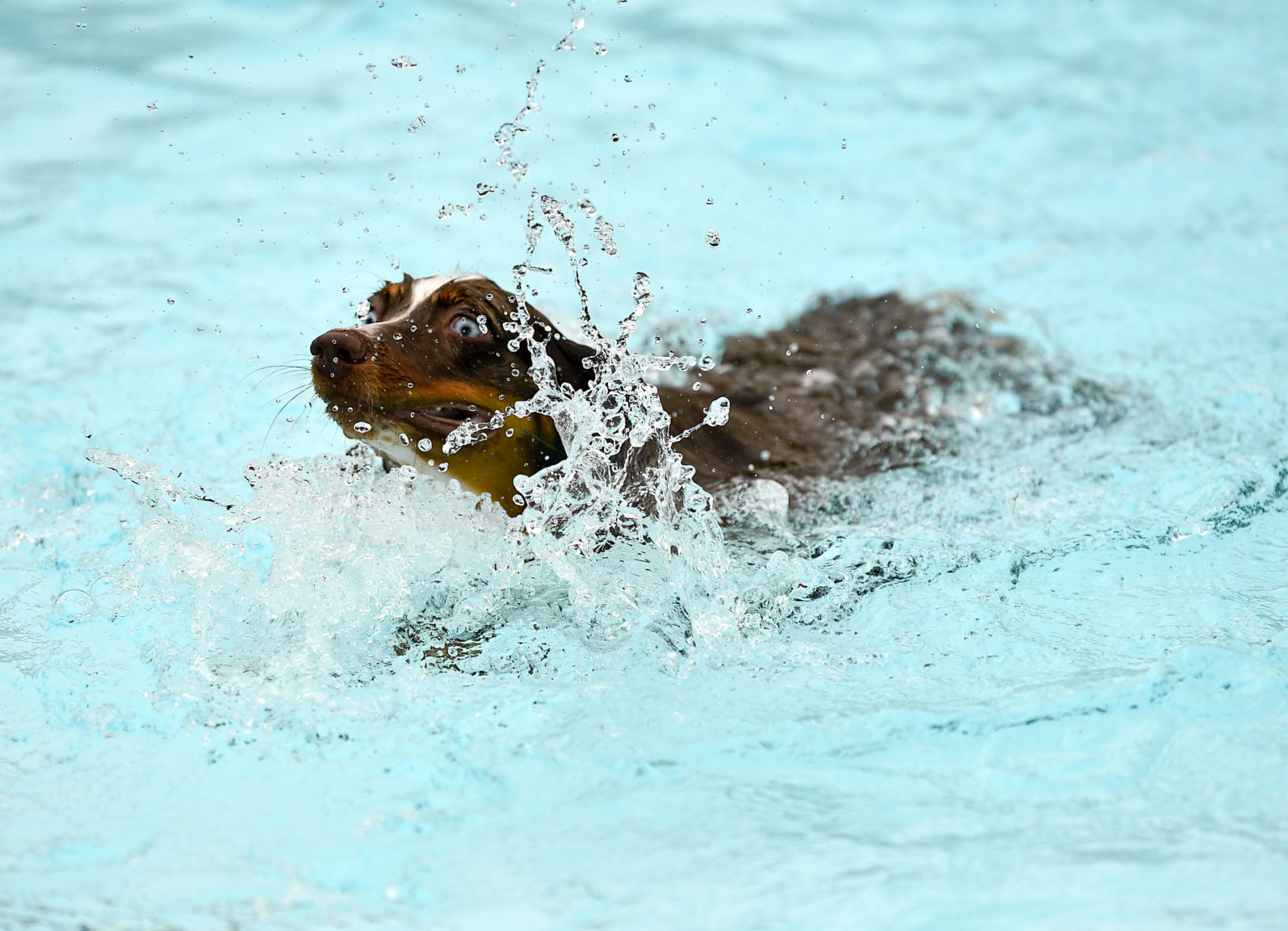 081919-mda-nws-furfriends-004a.JPG